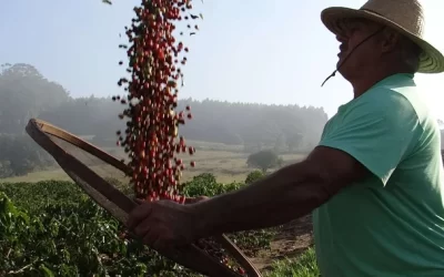 Torrinha: Café de Torrinha conquista Indicação Geográfica e se junta à elite da produção nacional
