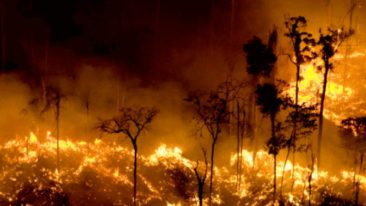 o-brasil-esta-pegando-fogo-foto-greenpeace.jpg